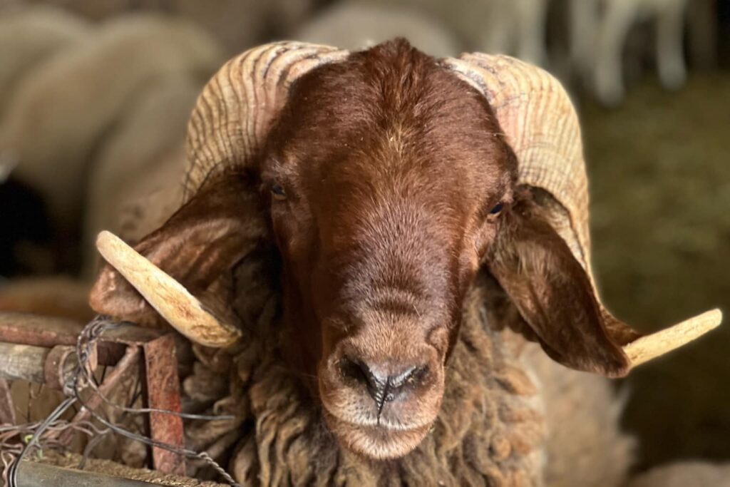 déléguer le sacrifice de son agneau