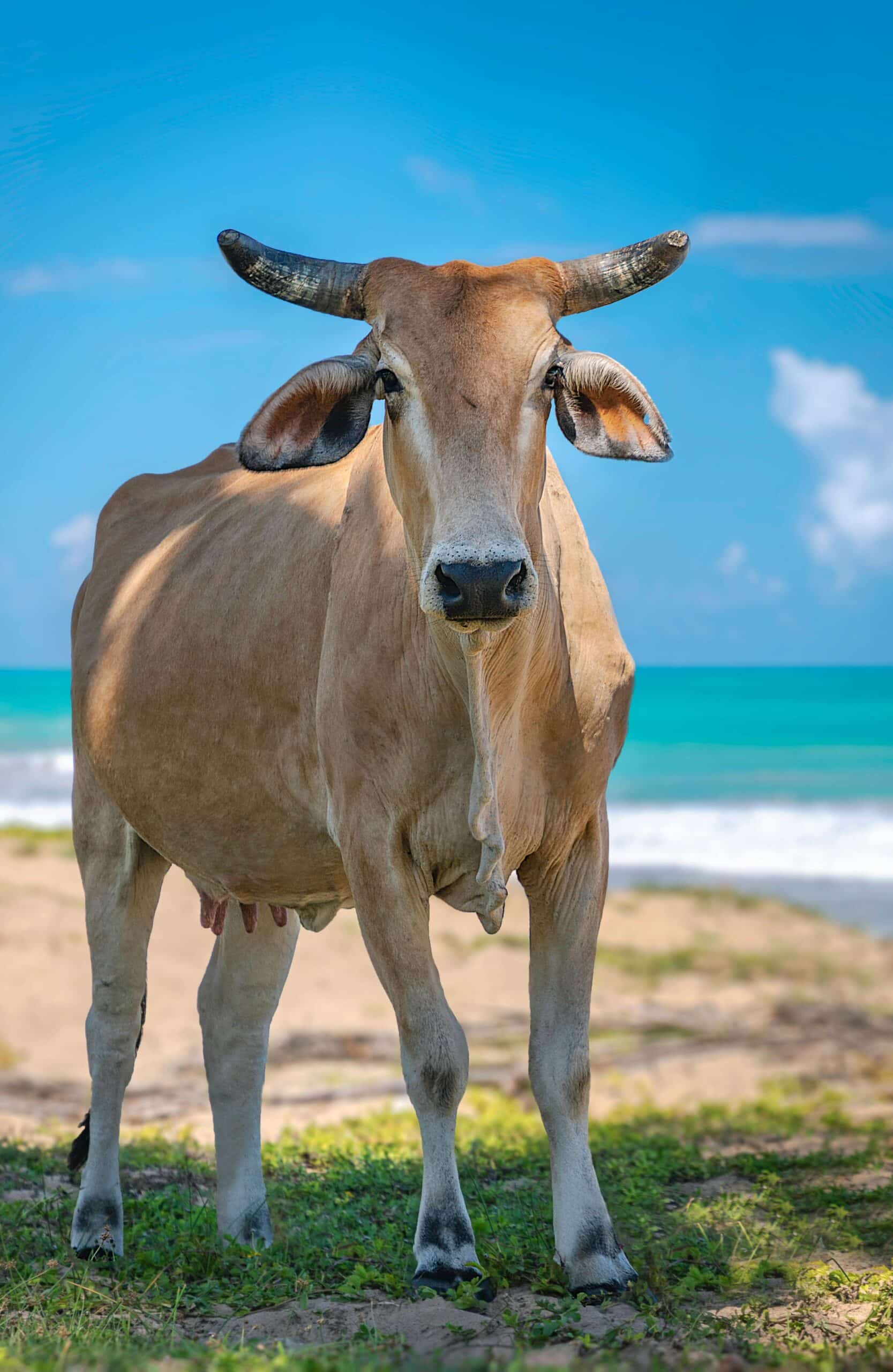 vache aïd el adha