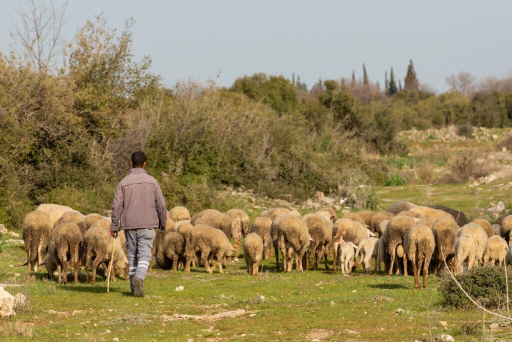 prix mouton algérie